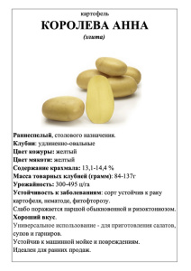 Картофель Королева Анна А5 фото купить