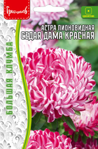 Астра Седая Дама красная пионовидная купить