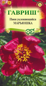 Пион уклоняющийся Марьюшка  купить