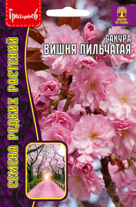 Сакура Вишня мелкопильчатая купить