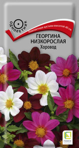 Георгина низкорослая Хоровод купить