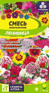 Смесь Ленивица Многолетняя низкая  купить