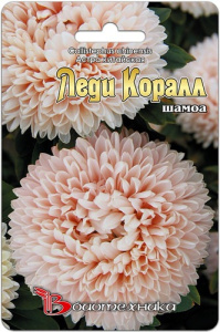 Астра Леди Коралл Шамоа  купить