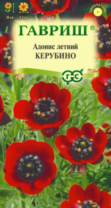 Адонис летний Керубино  купить