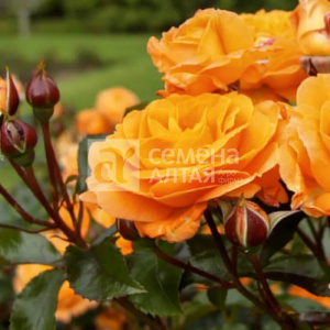 Роза Оранж Сенсейшн купить