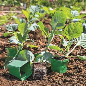 Капуста б/к Взрыв 1шт ов033/10/40 купить