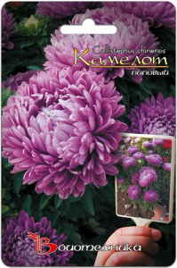 Астра Камелот Лиловый  купить