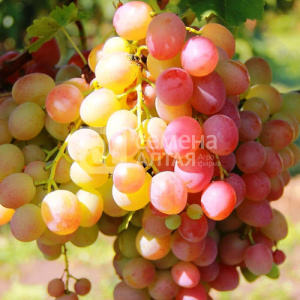 Виноград Тасон купить