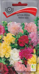 Шток-роза Квинни микс купить