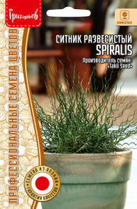 Ситник Spiralis развесистый купить