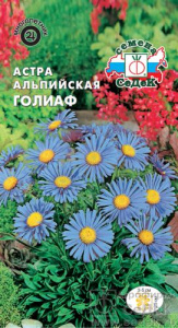 Астра альпийская Голиаф  купить