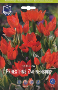 Тюльпан praestans "Zwanenburg" (1х15шт) купить