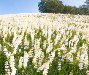 Люпин Белый 1кг/25 купить