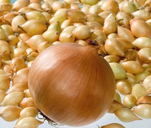 Лук севок Коррадо (Гол) 1кг/20 купить