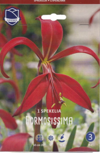 Спрекелия formosissima /1шт купить