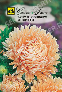 Астра Априкот пионовидная купить