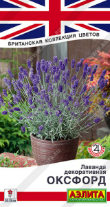 Лаванда Оксфорд Британская коллекция цветов купить