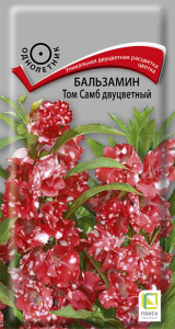 Бальзамин Том Самб двуцветный купить