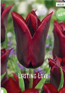 Тюльпан Ластинг Лав /10шт купить