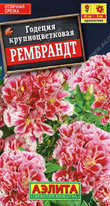 Годеция Рембрандт махровая  купить