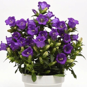 Колокольчик средний Чемпион Блю, темно-синий 1шт гш042 купить