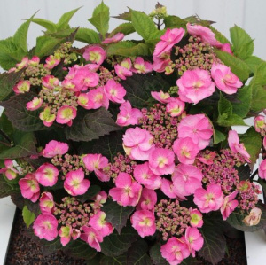 Гортензия Кэнди крупнолистовая ЦК купить