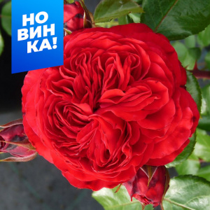 Роза Инзел Майнау купить