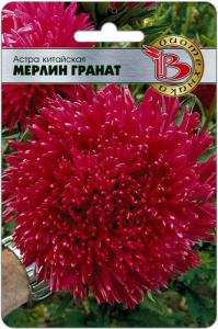 Астра Мерлин Гранат  купить