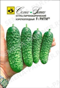Огурец Ритм (Гуннар) F1 купить
