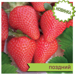 Земляника Скала садовая поздняя купить