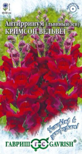 Львиный Зев Кримсон вельвет  купить