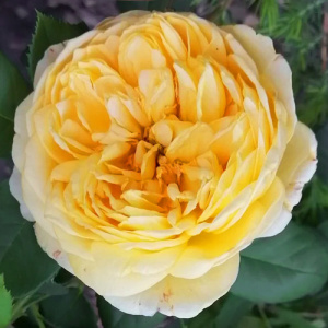 Роза Голден Селебрейшн