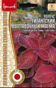 Колеус гигантский Выставочный Магма  купить