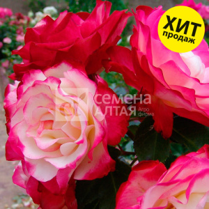 Роза Принц Монако купить