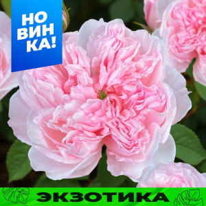 Роза Сесиль де Воланж купить