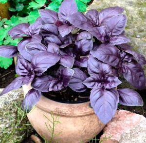 Базилик овощной Арарат 1шт об007/24 купить