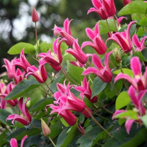 Клематис Принцесса Диана ботанический (горшок)/1шт купить