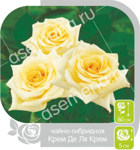 Роза Крем де Ля Крем купить