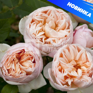 Роза Бэлль Романтика