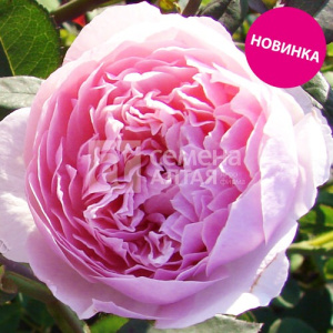 Роза Найт Сити купить