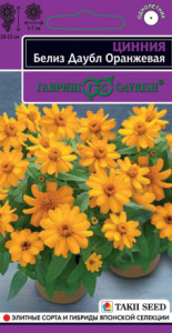 Цинния Белиз даубл оранжевая  Эксклюзив  купить