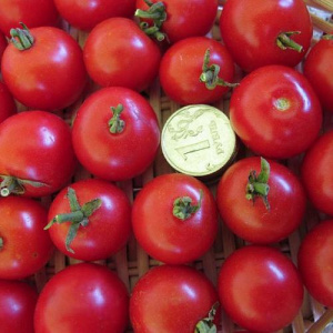 Томат Черринано купить