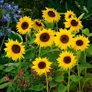 Подсолнечник Пачино (желтый,микс) 1шт П602/1 купить