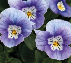 Виола рогатая Эдмайе Лавандер Пинк Фейс (сирень с бел.крыльями) 1шт/40 В272 купить