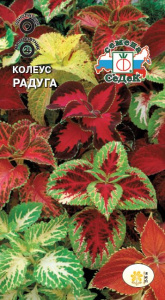 Колеус Радуга купить