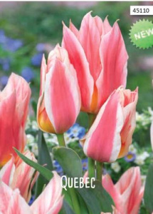 Тюльпан Квебек /10шт купить
