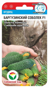 Огурец Баргузинский соболек F1 купить