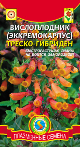 Вислоплодник (Эккремокарпус) Треско-Гибриден  купить