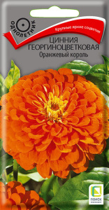 Цинния Оранжевый король георгиноцветковая купить