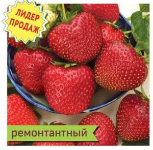 Земляника Сельва купить